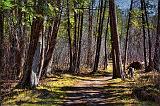Jack Pine Trail_15774